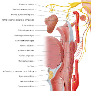 Glossopharyngeal nerve (distal branches) (Spanish)