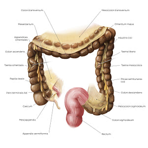 Large intestine (Latin)