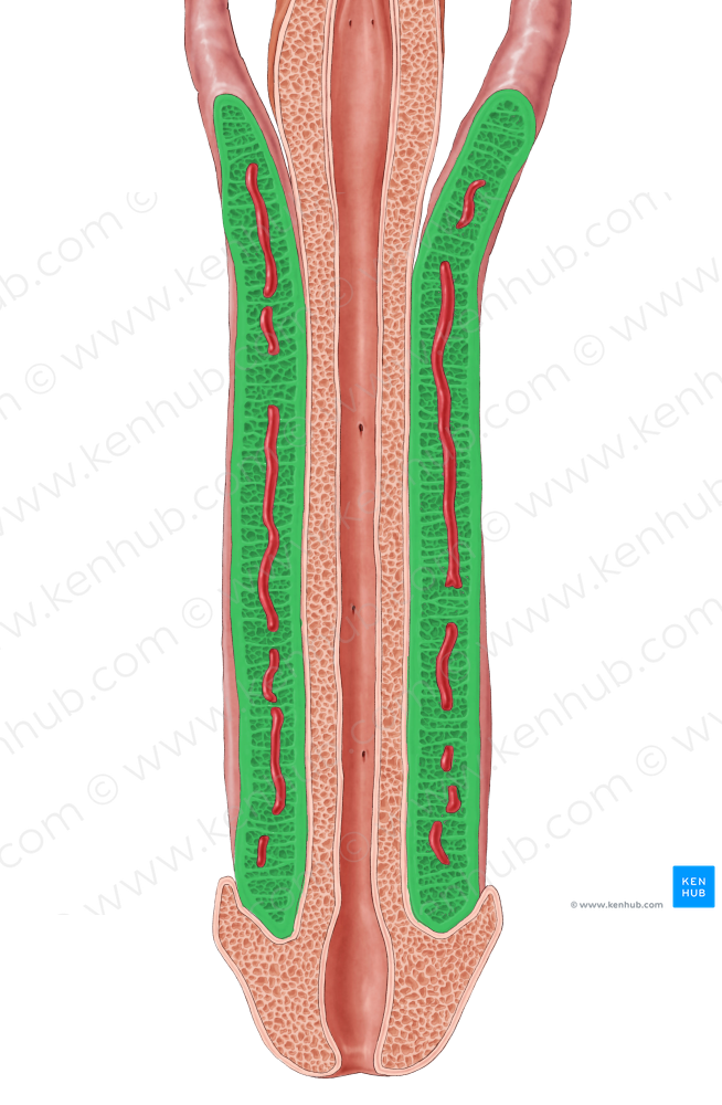 Corpus cavernosum of penis (#2899)