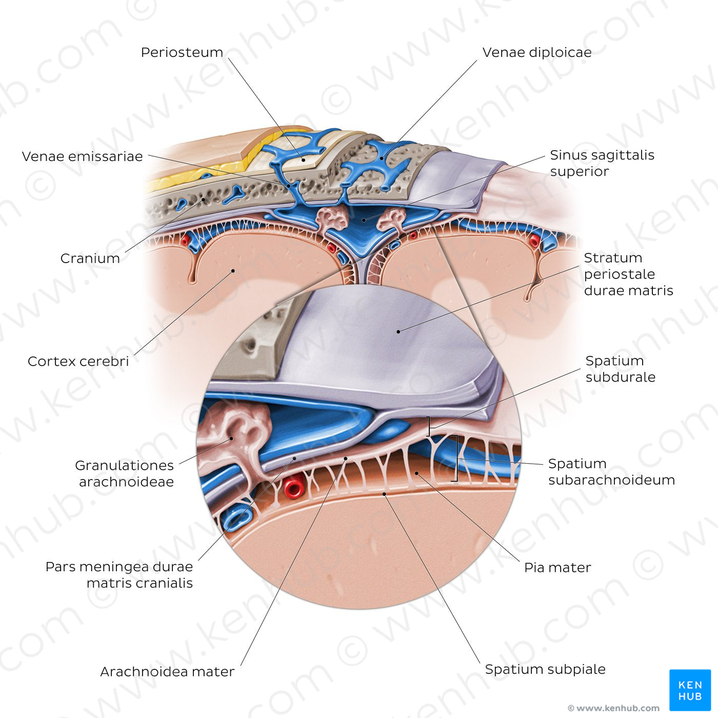 Meninges of the brain (coronal section) (Latin)