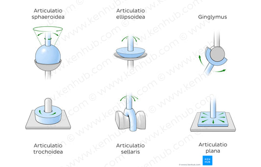 Types of synovial joints (Latin)