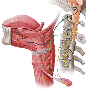 Hypoglossal nerve (#6460)