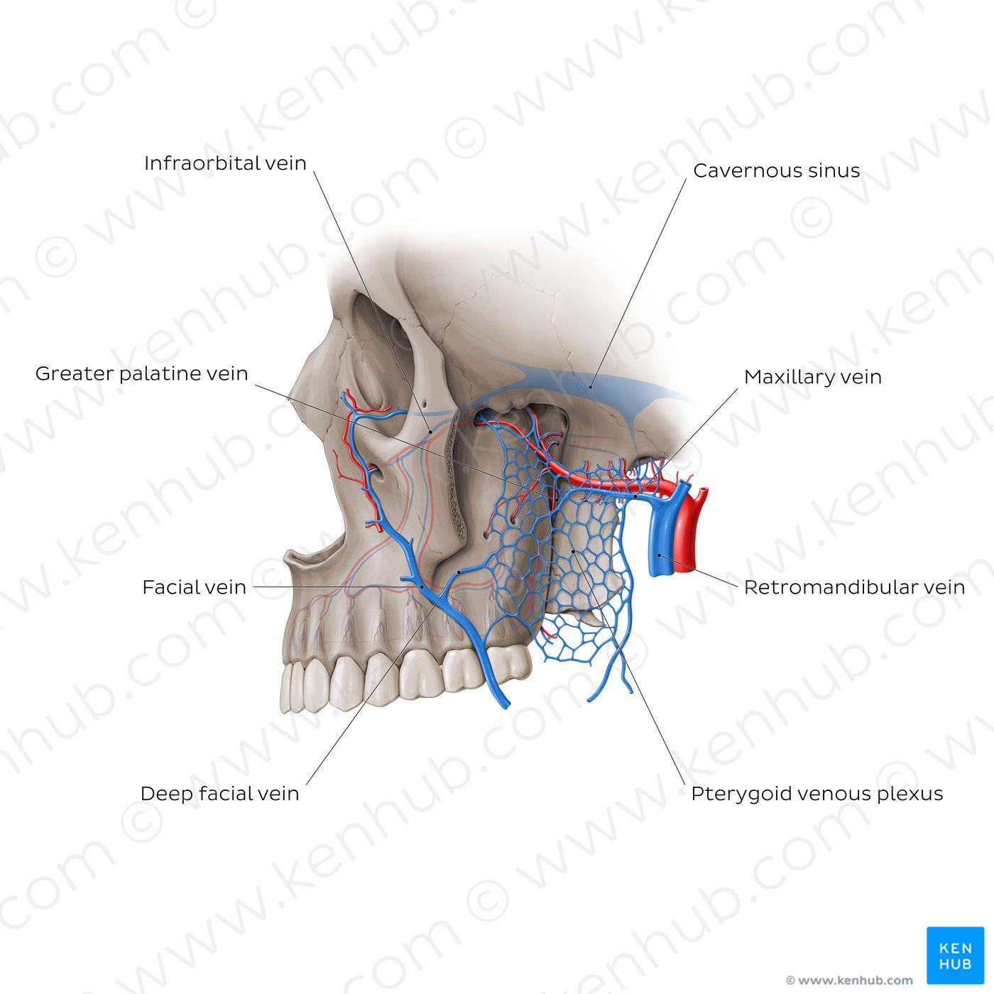 Veins of pterygopalatine fossa (English)