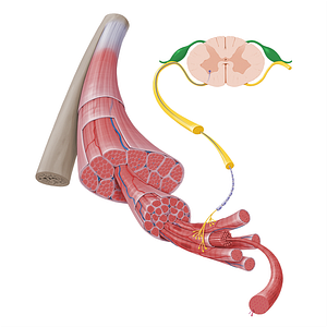 Posterior root of spinal nerve (#17242)