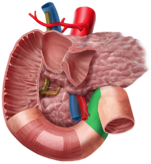 Ascending part of duodenum (#7665)