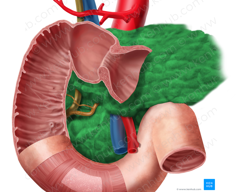 Pancreas (#7616)