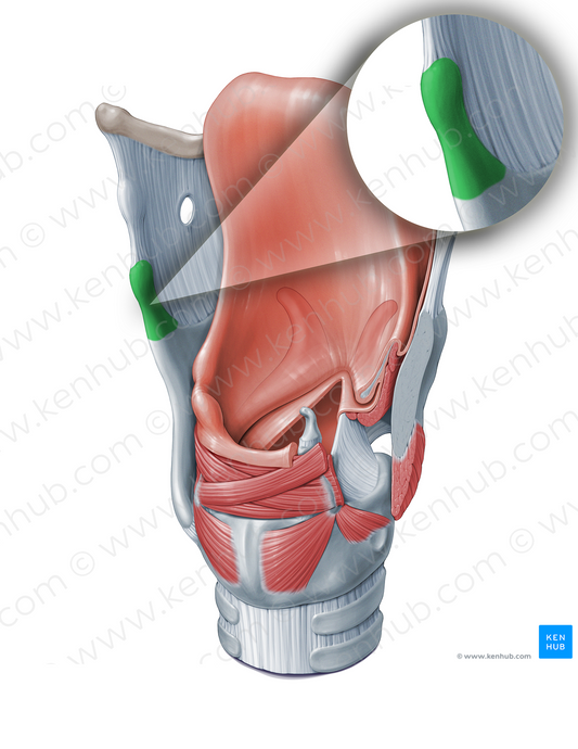 Superior horn of thyroid cartilage (#18323)