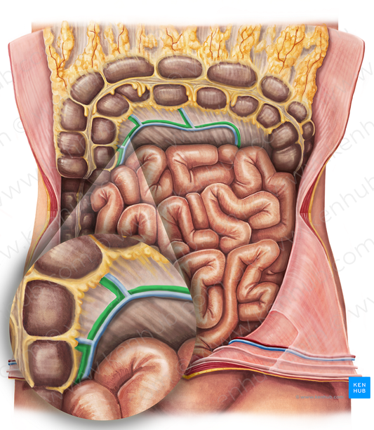 Middle colic artery (#1056)