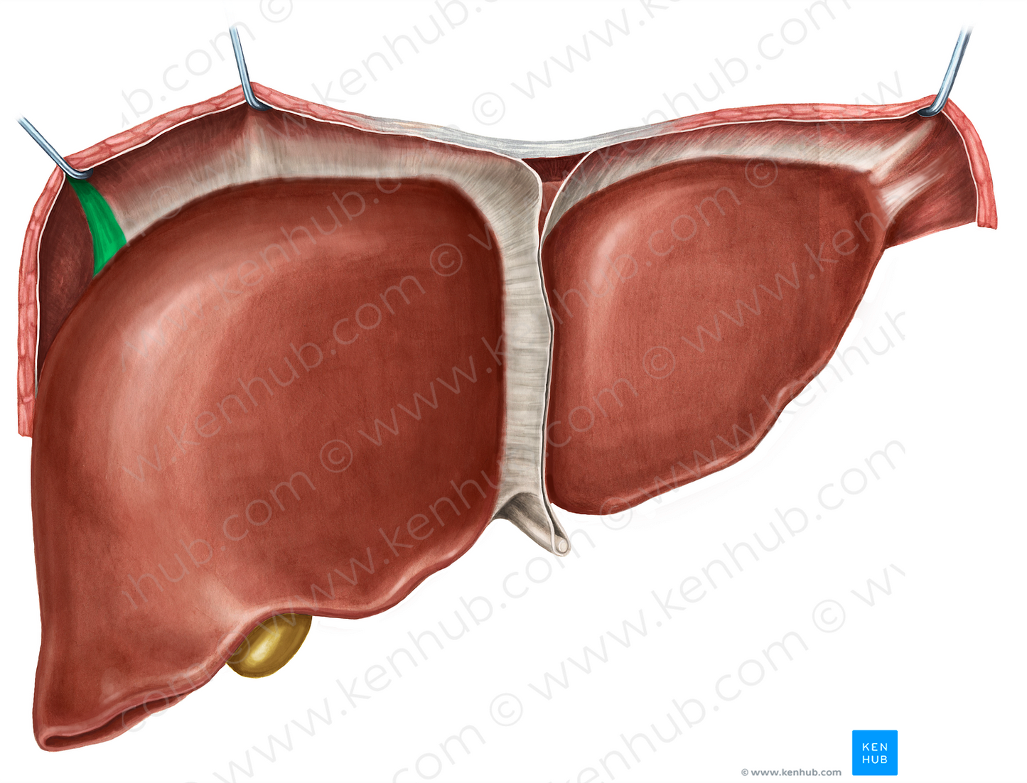 Right triangular ligament of liver (#4662)