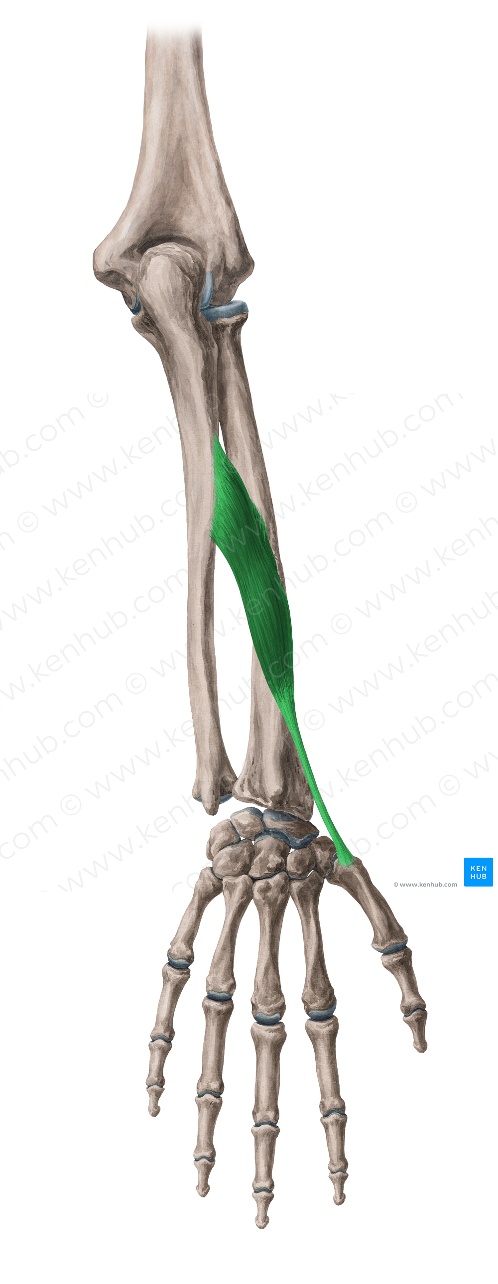 Abductor pollicis longus muscle (#5175)
