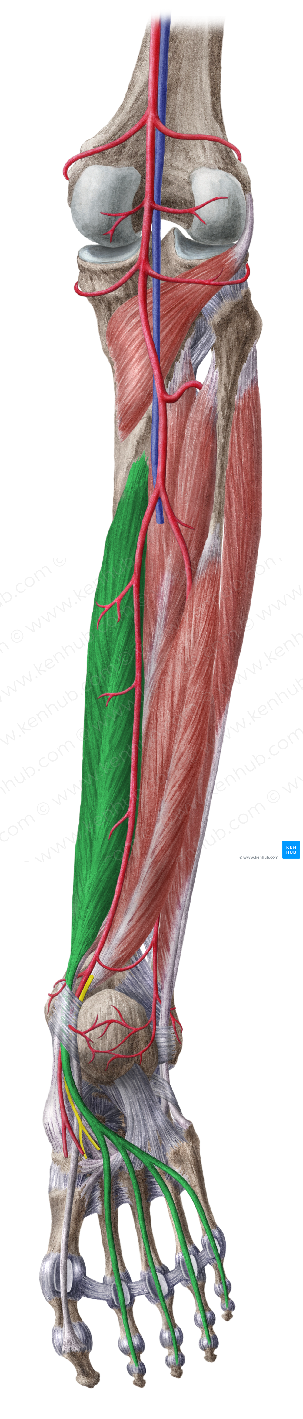 Flexor digitorum longus muscle (#5366)