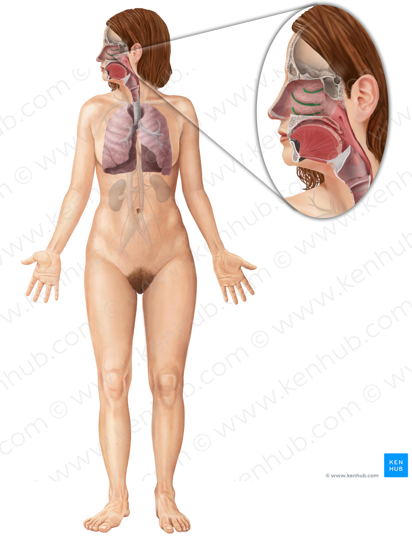 Nasal meatus (#354)