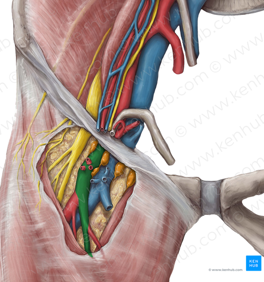 Femoral artery (#1253)