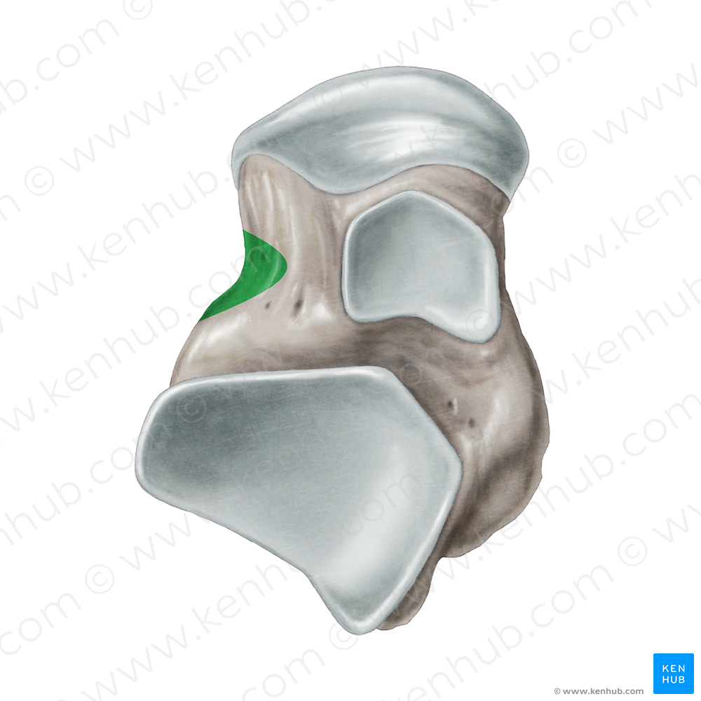 Tarsal sinus (#9067)