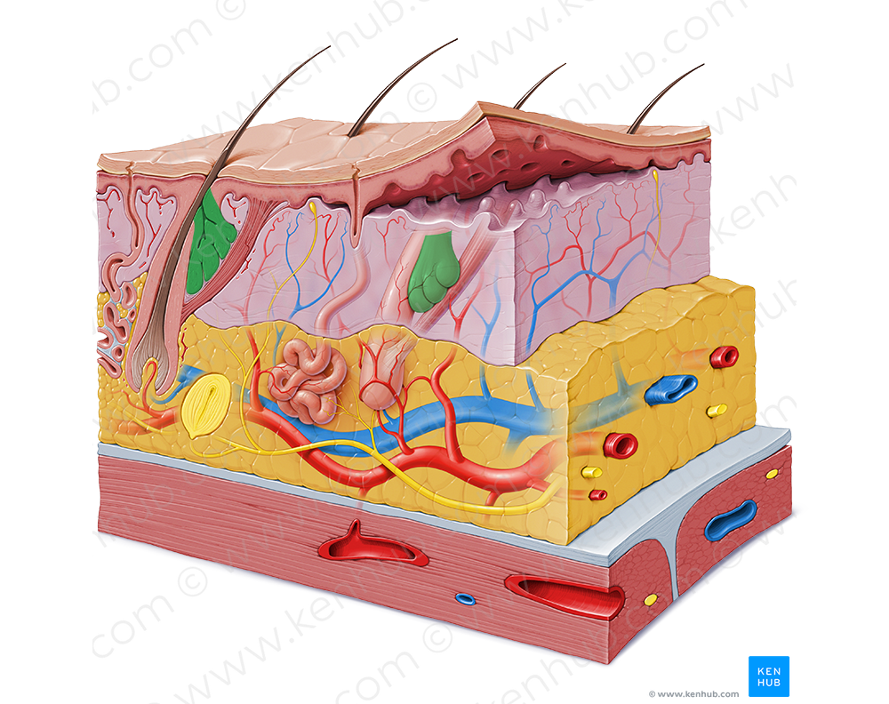 Sebaceous gland (#4104)