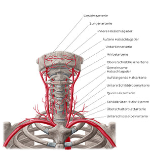 Arteries of the neck (German)