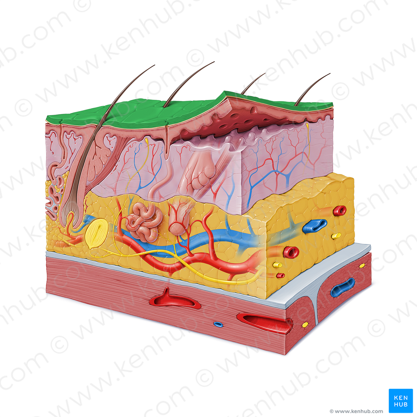 Stratum corneum of epidermis (#9157)