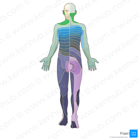 C3 dermatome (#20893)