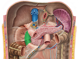 Descending part of duodenum (#7697)