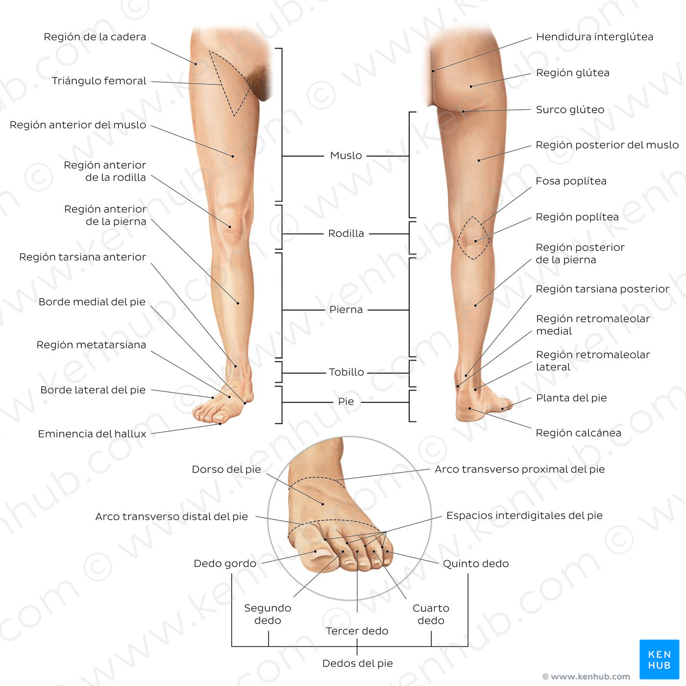 Regions of the lower extremity (Spanish)
