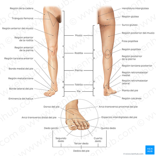 Regions of the lower extremity (Spanish)