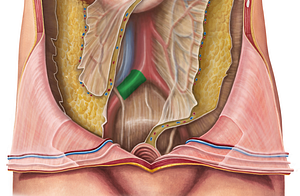 Right common iliac artery (#1379)