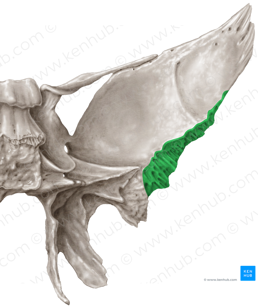 Squamosal margin of greater wing of sphenoid bone (#4956)