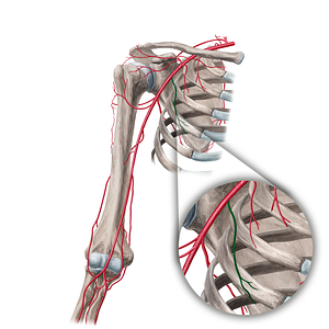 Lateral thoracic artery (#18850)