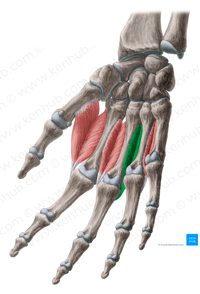 3rd dorsal interosseous muscle of hand (#5494)