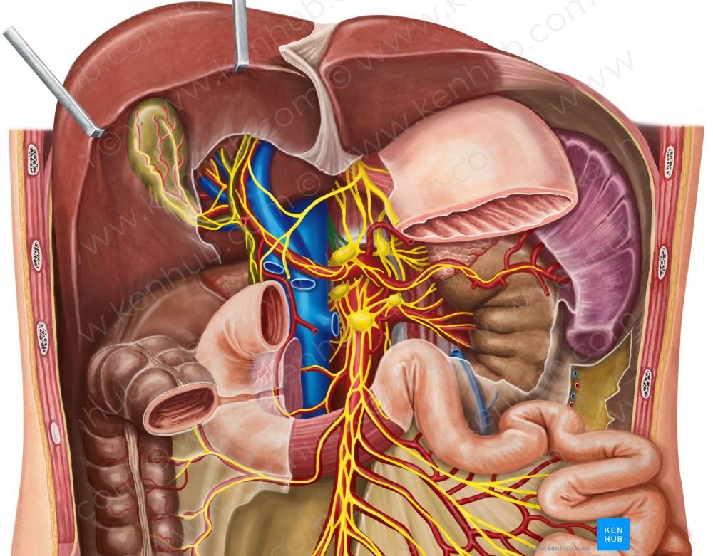 Right greater thoracic splanchnic nerve (#6766)