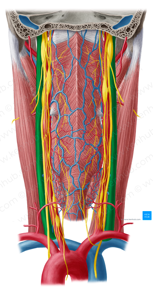 Internal jugular vein (#10357)