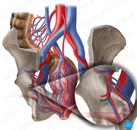 Inferior gluteal vein (#10252)