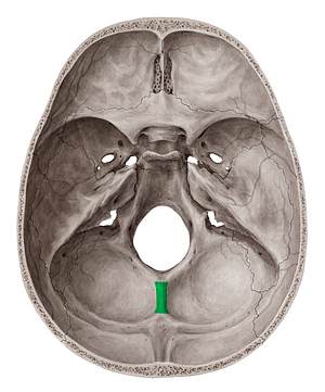 Internal occipital crest (#3122)