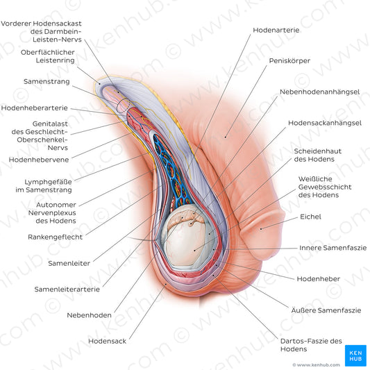 Scrotum and spermatic cord (German)