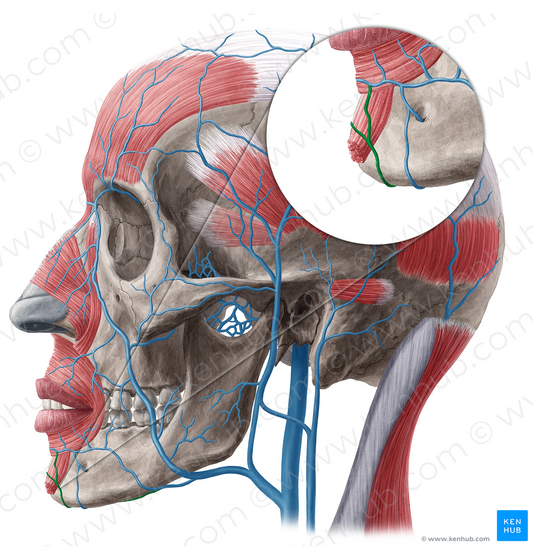 Submental vein (#20496)