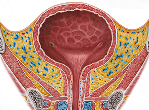 Right ureteric orifice (#7551)