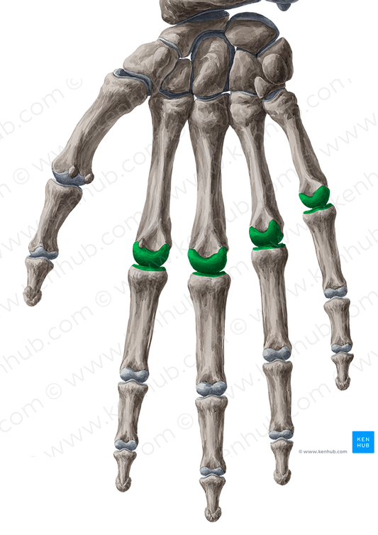 2nd - 5th metacarpophalangeal joints (#2066)