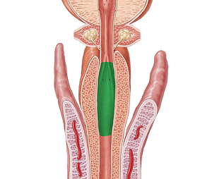 Ampulla of urethra (#635)