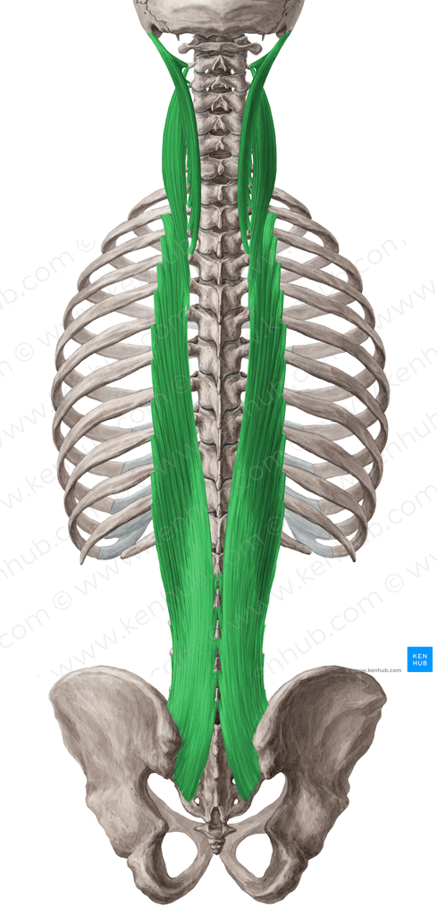 Longissimus muscle (#5571)