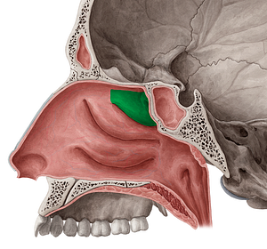 Superior nasal concha of ethmoid bone (#2806)