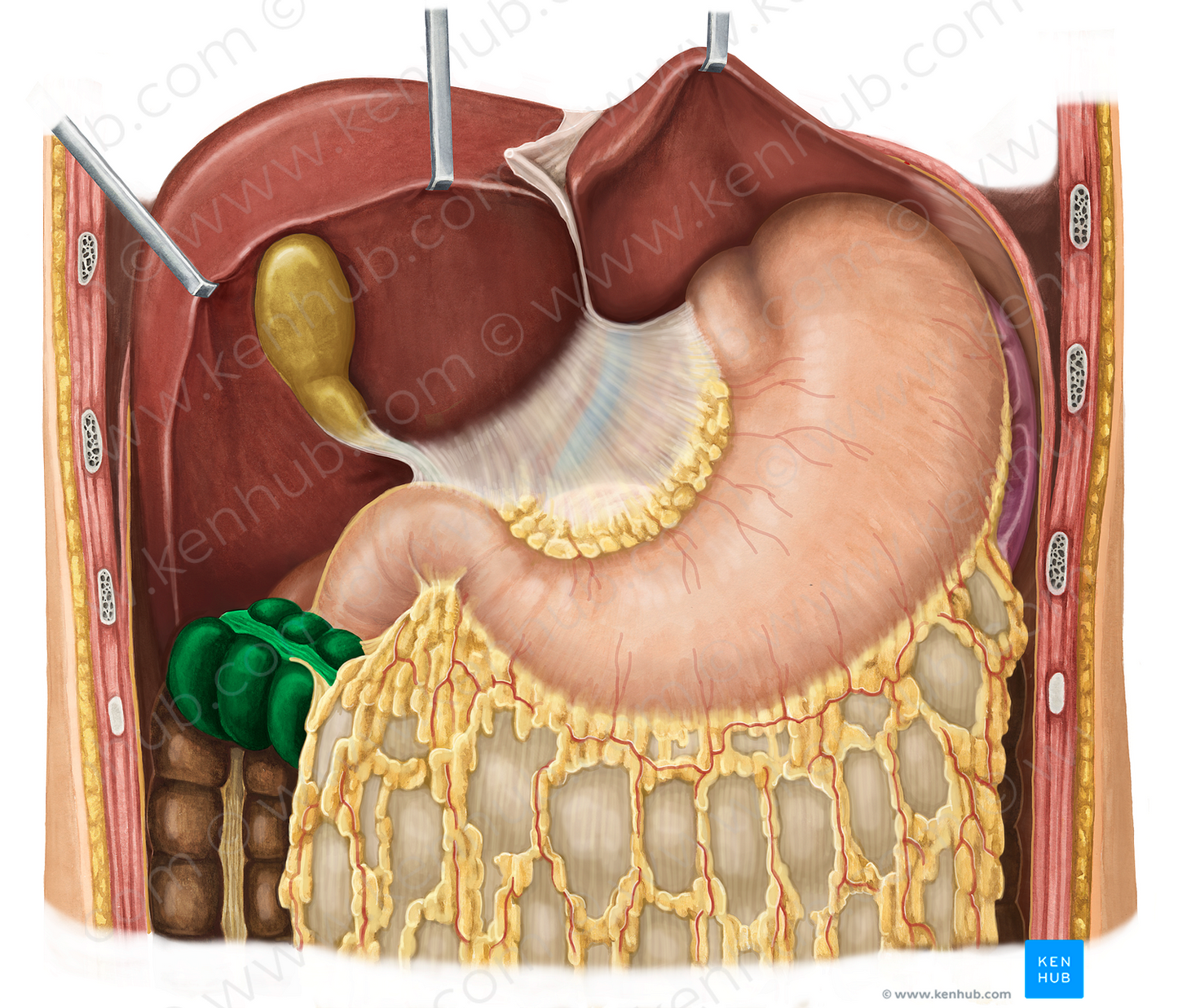 Transverse colon (#2754)