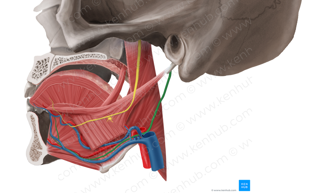 Hypoglossal nerve (#6468)