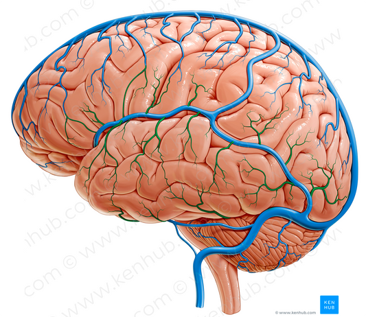 Inferior cerebral veins (#20749)