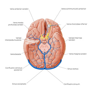 Cerebral veins - basal view (Latin)