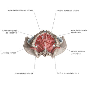 Arteries of the clitoris (Portuguese)
