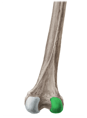 Lateral condyle of femur (#2814)