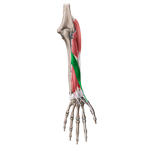 Abductor pollicis longus muscle (#20066)