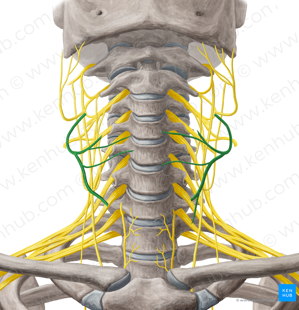 Transverse cervical nerve (#6819)