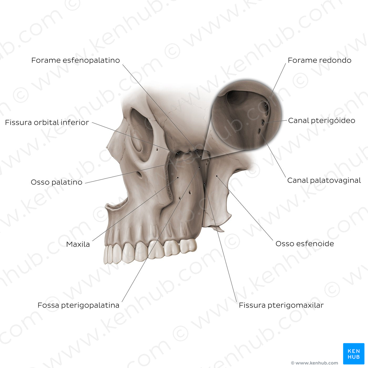 Structure of pterygopalatine fossa (Portuguese)