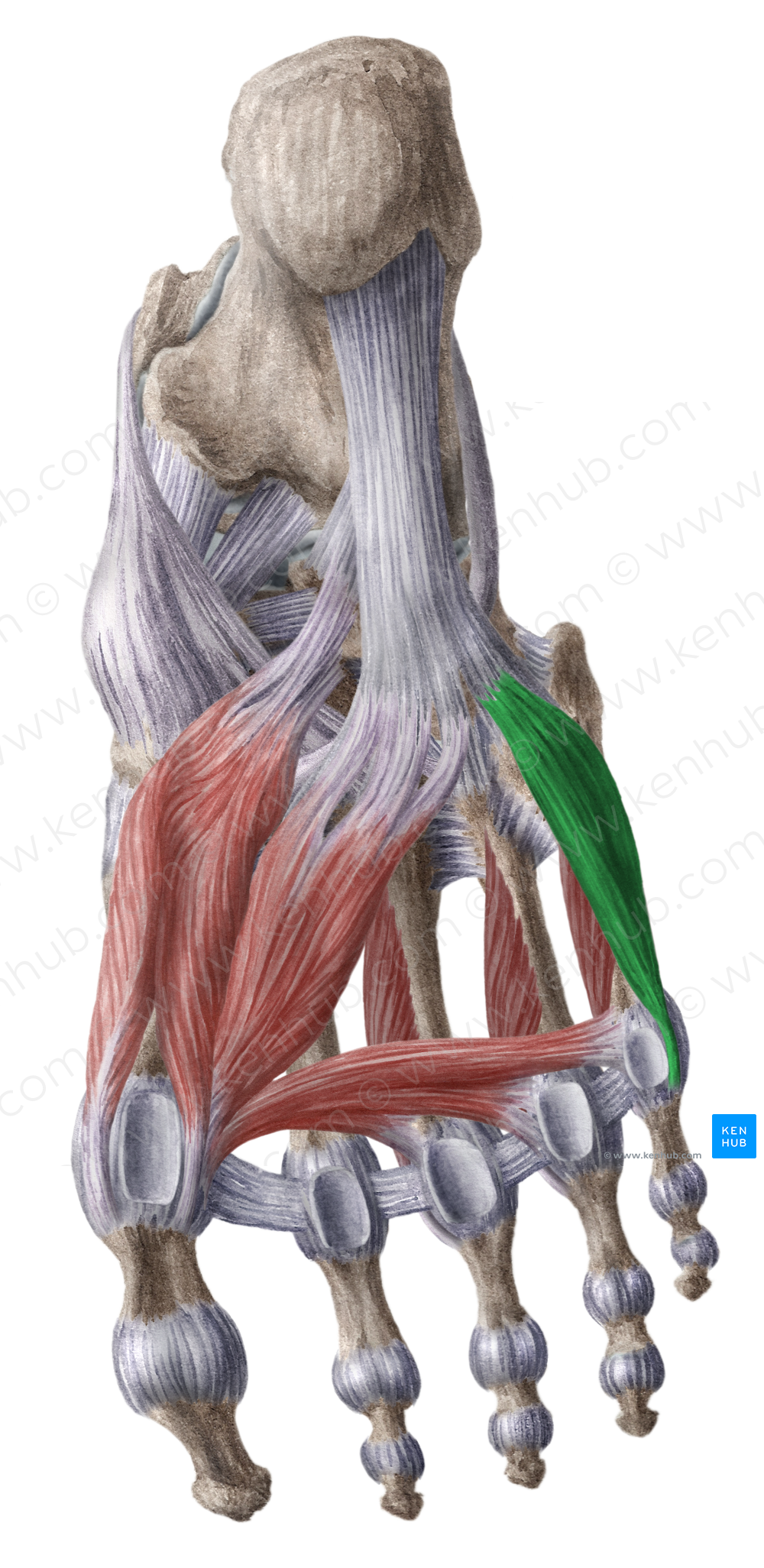 Flexor digiti minimi brevis muscle of foot (#5361)
